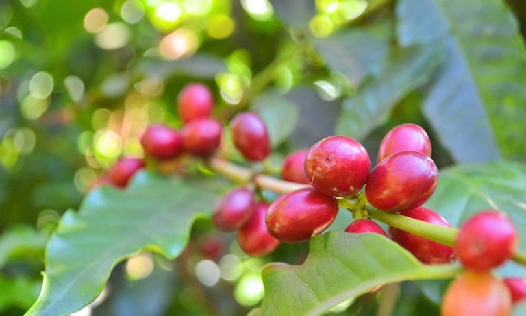 tout-ce-que-vous-devez-savoir-sur-la-cerise-du-caf