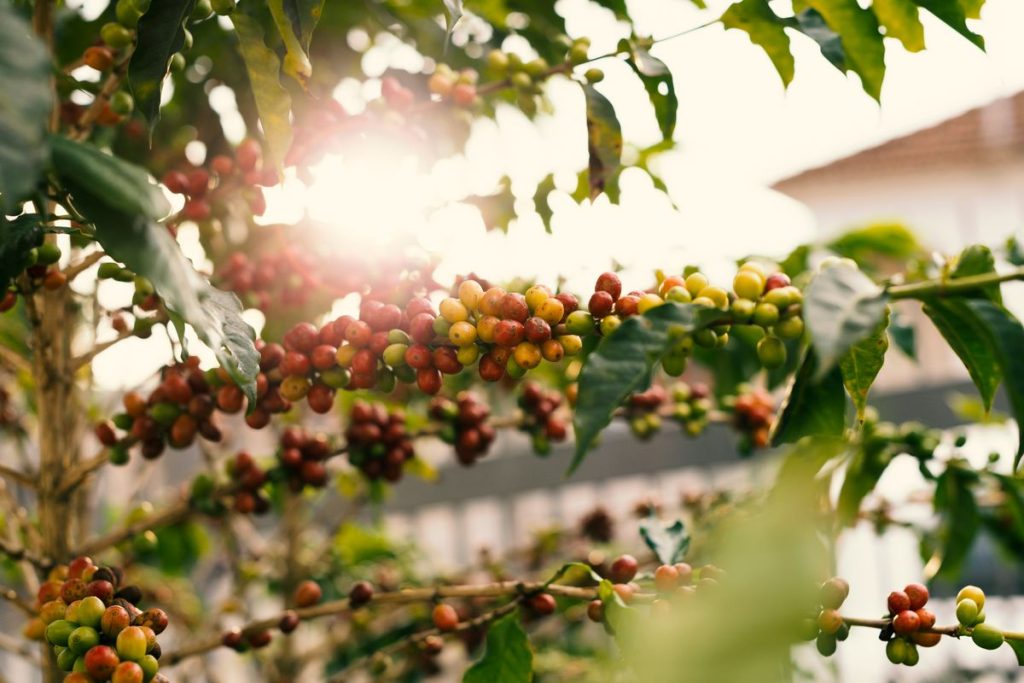 Cerises de café mûrissant sur un caféier au soleil