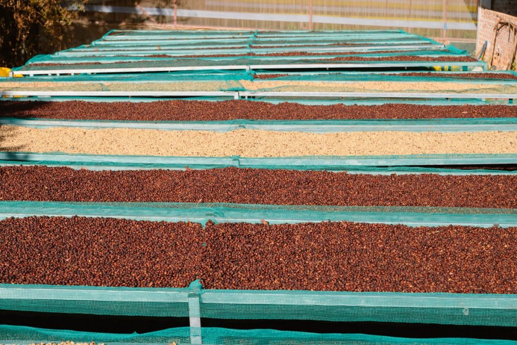 Grains de café séchant au soleil sur des lits surélevés